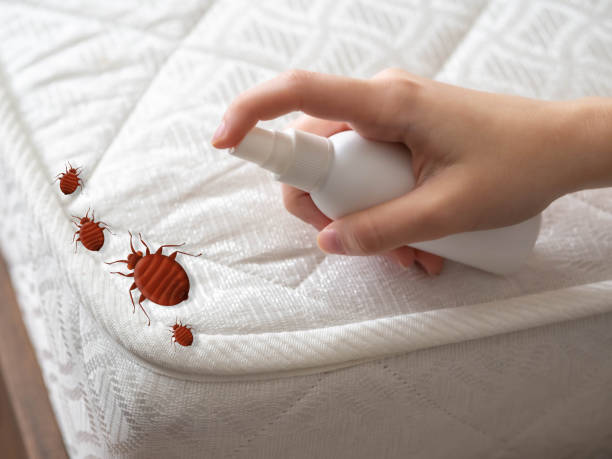 Best Bed Bug Extermination  in East York, PA