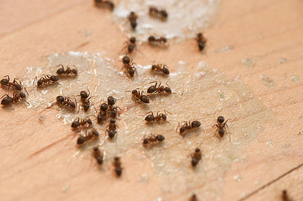 Best Cockroach Control Services  in East York, PA
